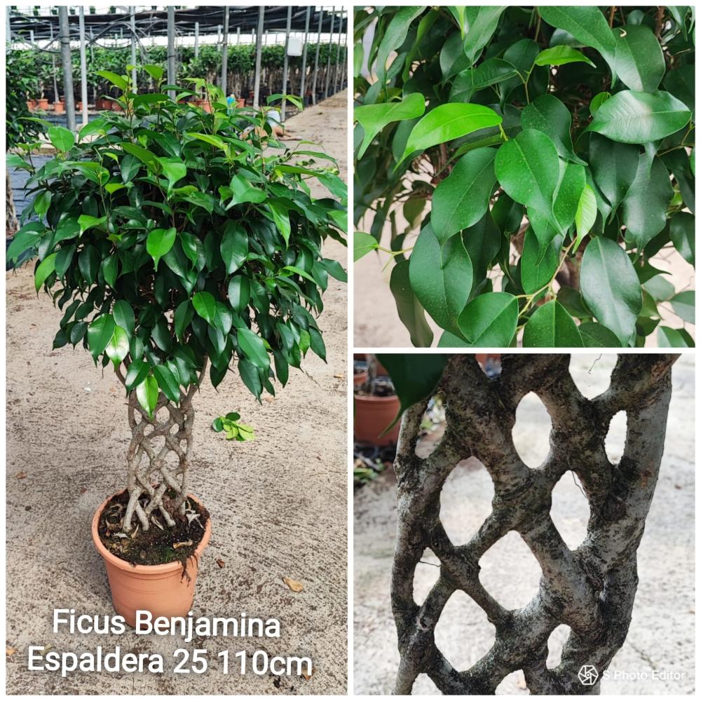 Ficus benjamina espaldera