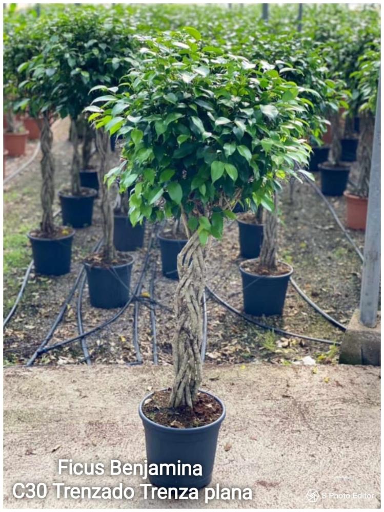 Ficus benjamina trenzado