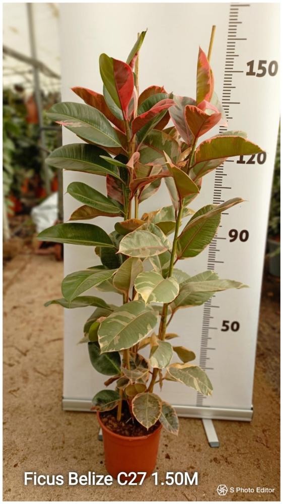 Ficus belize ruby