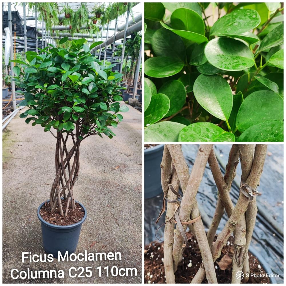 Ficus moclamen