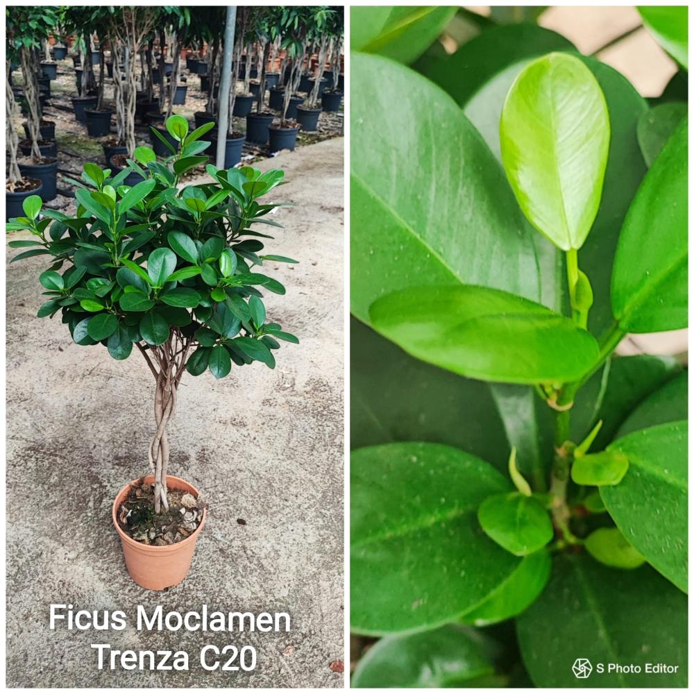 Ficus moclamen trenzado