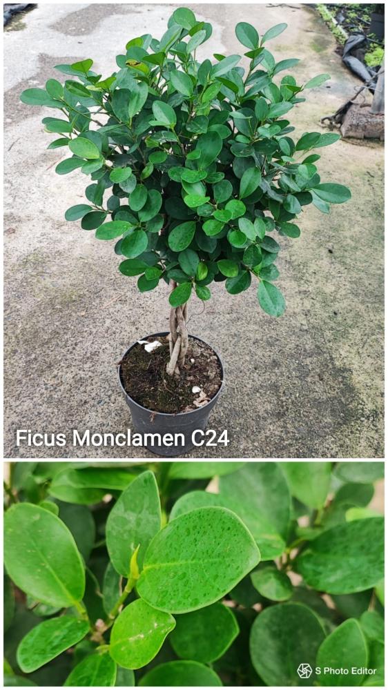 Ficus moclame trenzado c24-vj