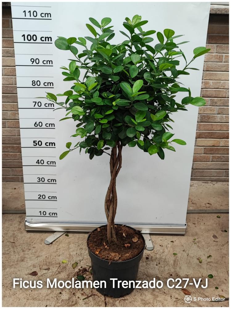 Ficus moclame trenzado c27-vj