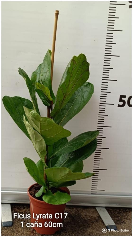 Ficus lyrata