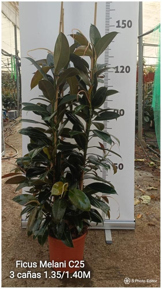 Ficus melani