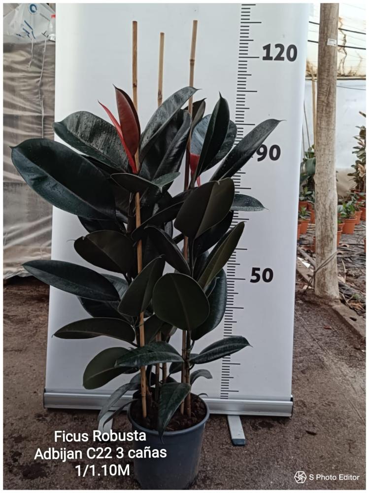 Ficus robusta adbijan