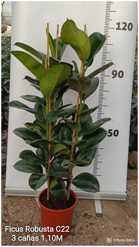 Ficus robusta