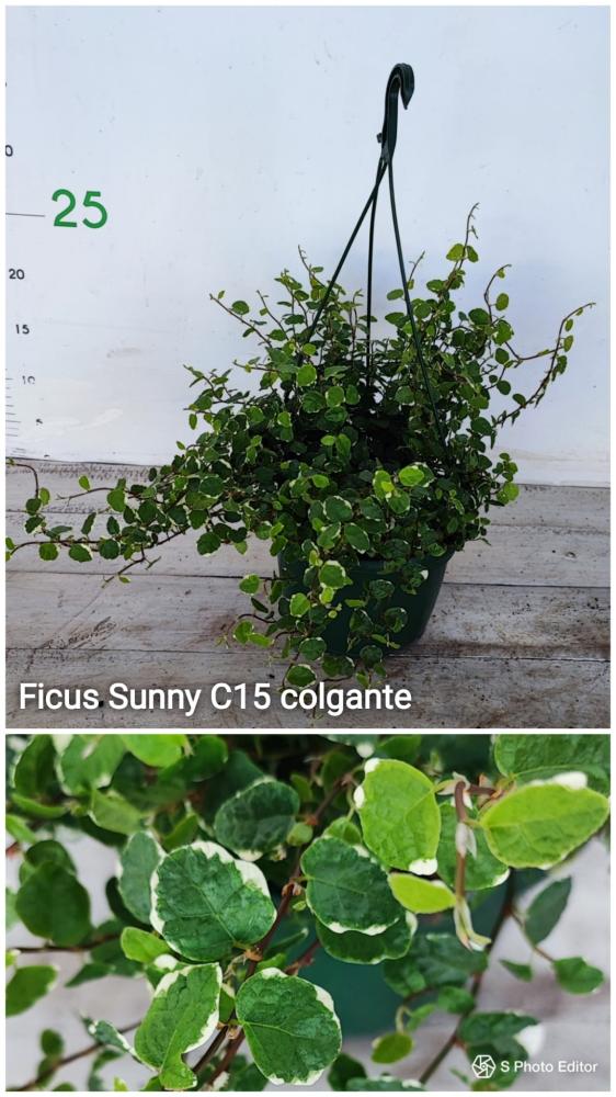 Ficus sunny
