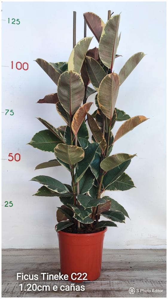 Ficus tineke