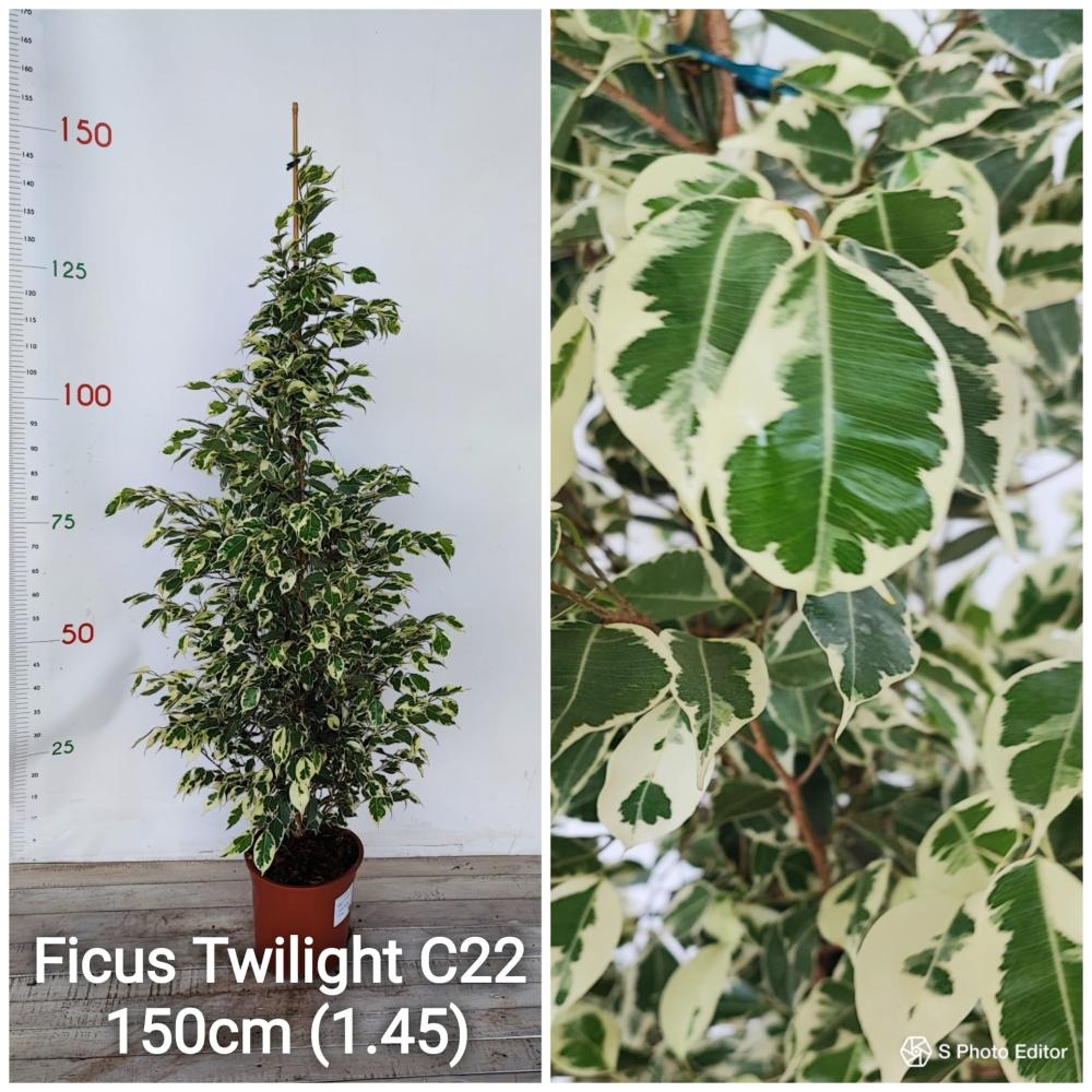 Ficus twilight