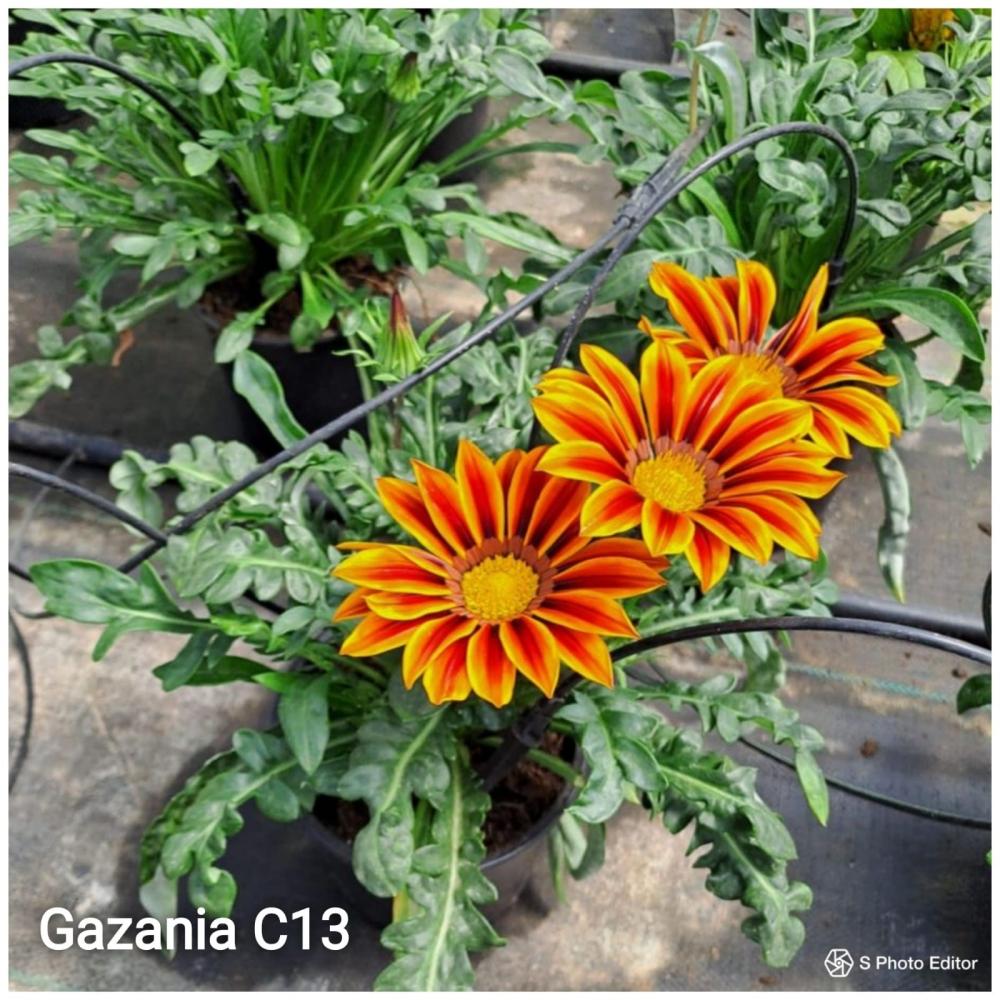 Gazania