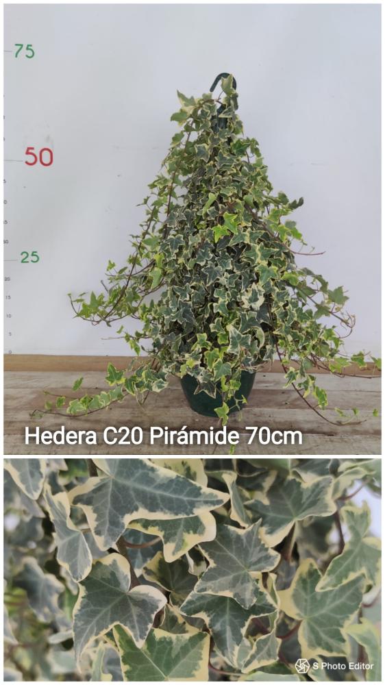 Hedera