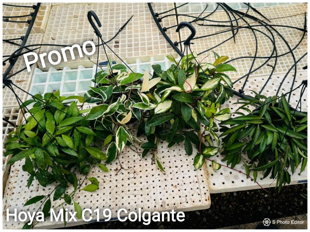 Hoya mix