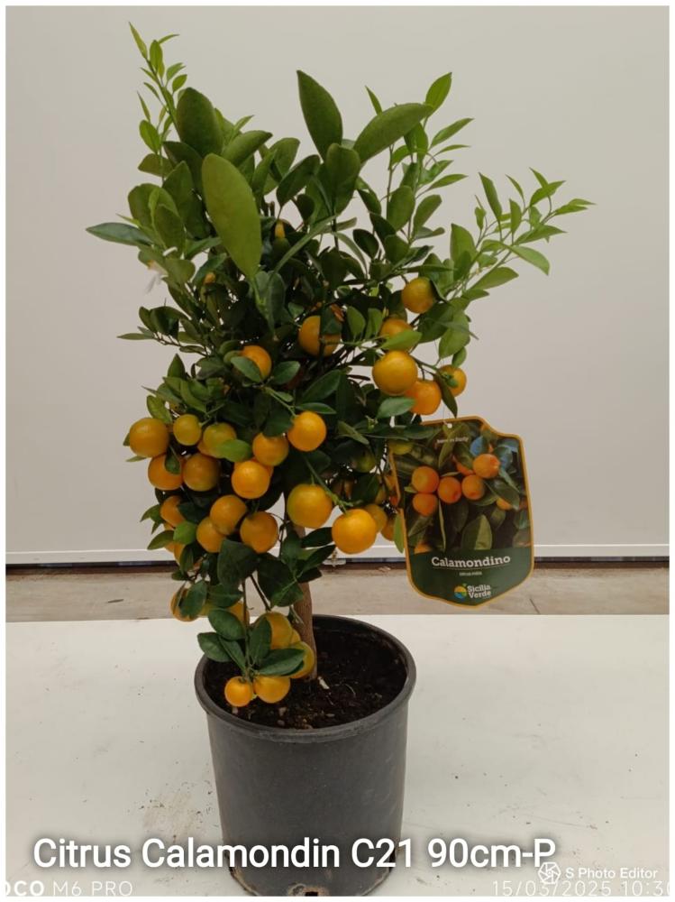 Citrus calamondin