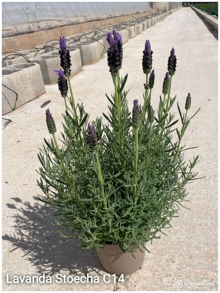 Lavanda stoecha c14-ang