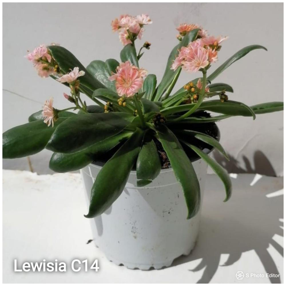 Lewisia
