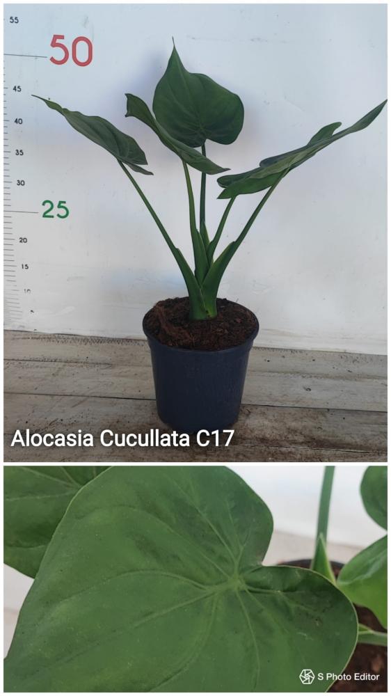 Alocasia cucullata