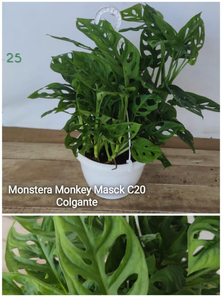 Monstera monkey mask