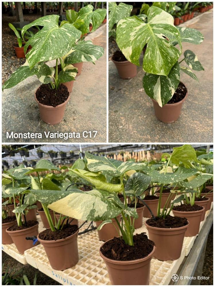 Monstera variegata