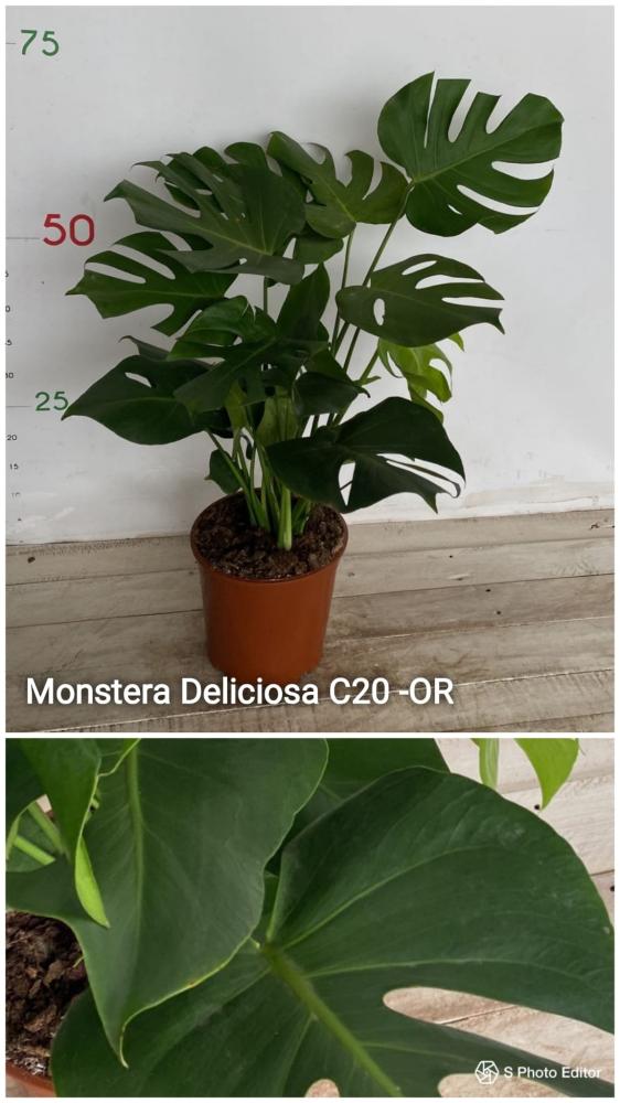 Monstera deliciosa c20-or