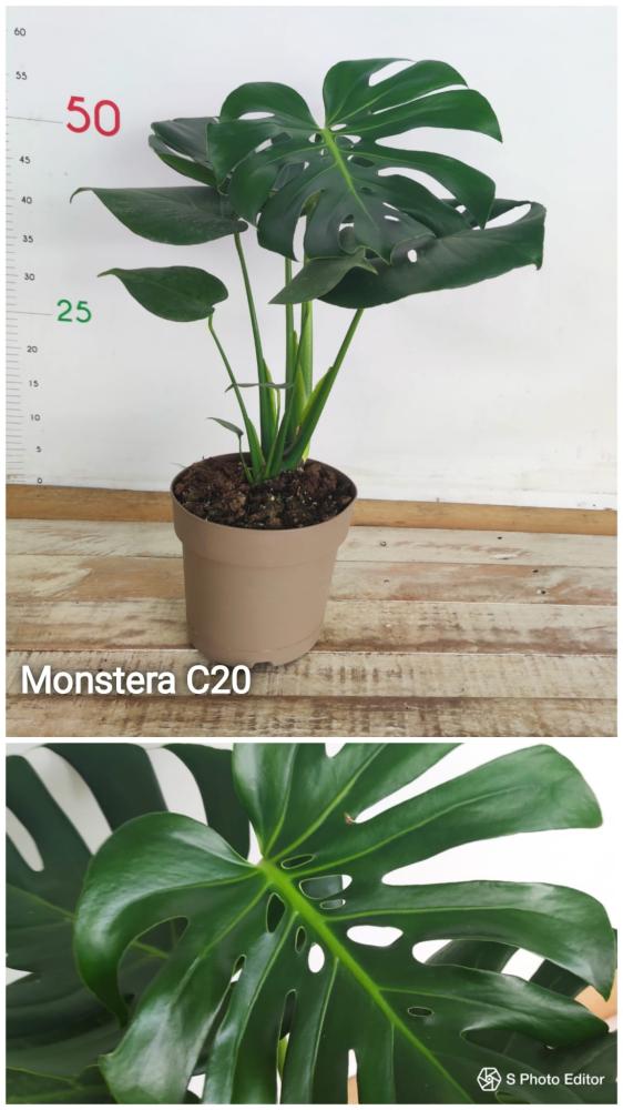 Monstera c20-fi