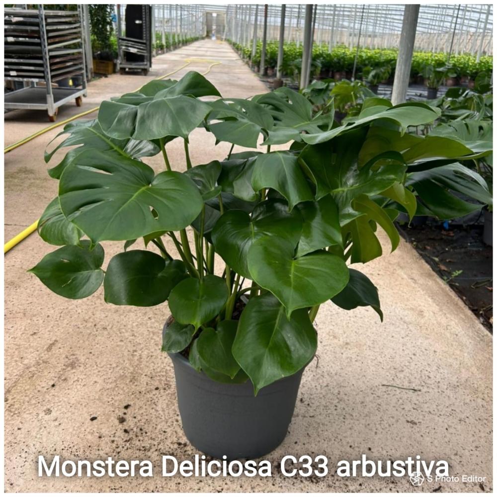 Monstera deliciosa