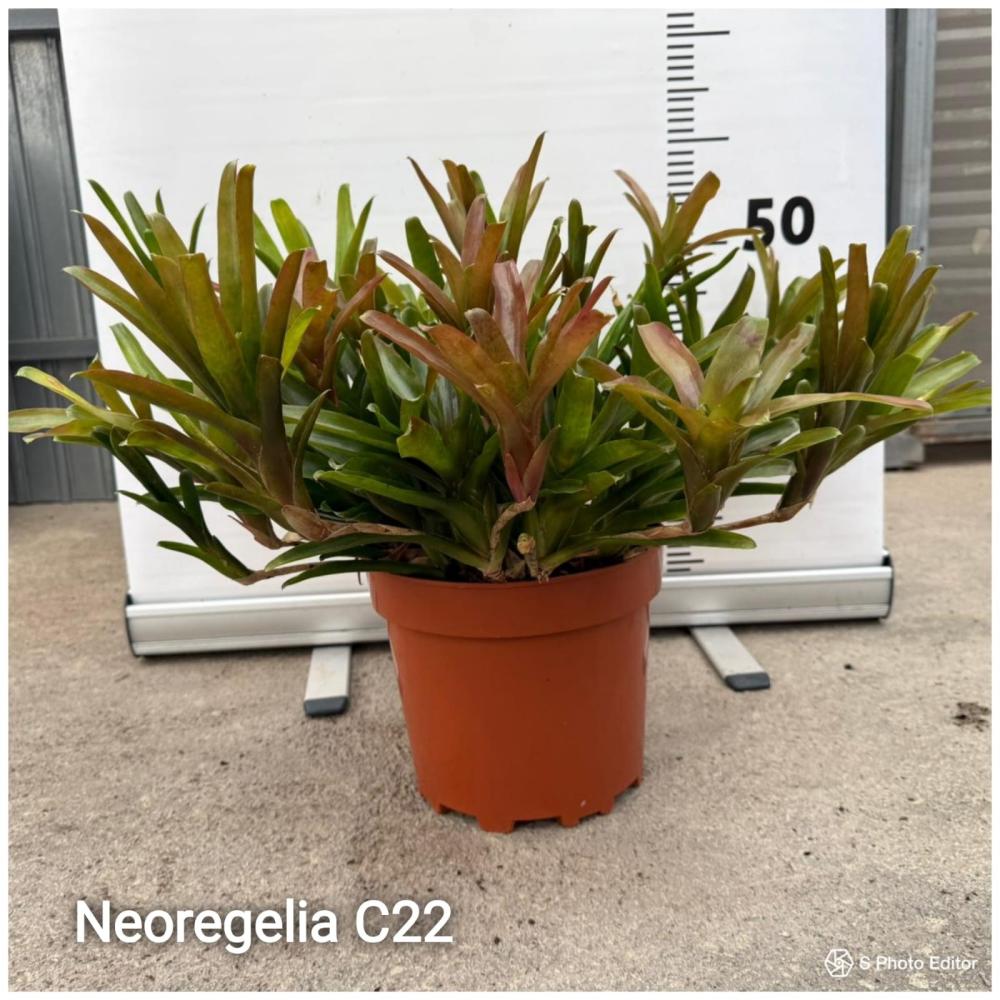 Neoregelia mix