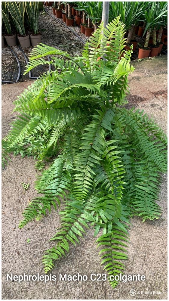 Nephrolepis macho