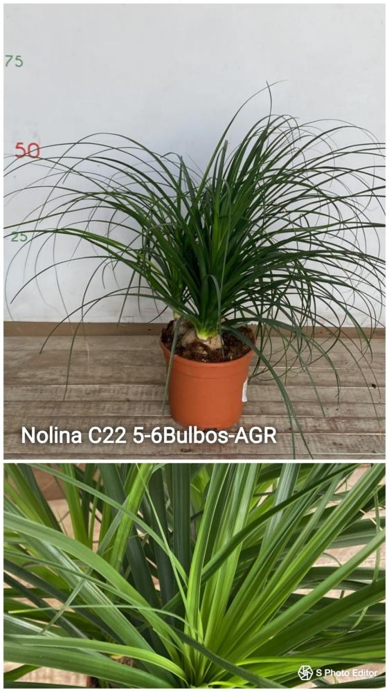 Nolina
