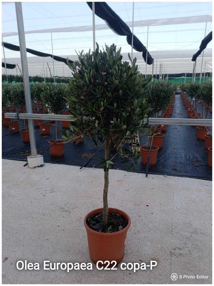 Olea europaea