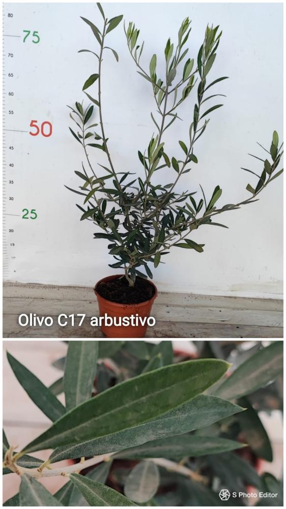Olivo