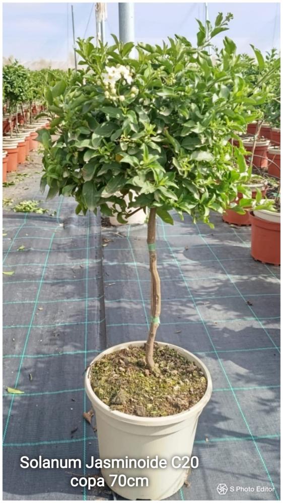 Solanum jasminoide