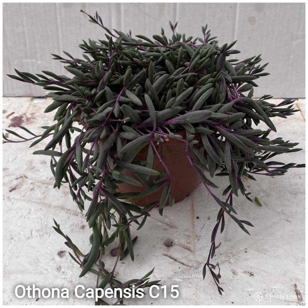 Othonna capensis