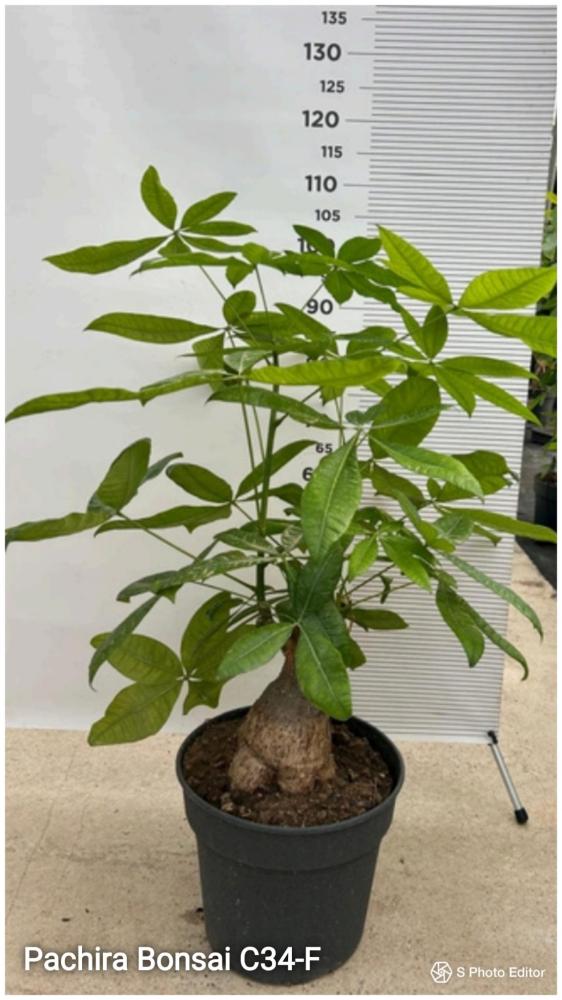 Pachira bonsai c34-f