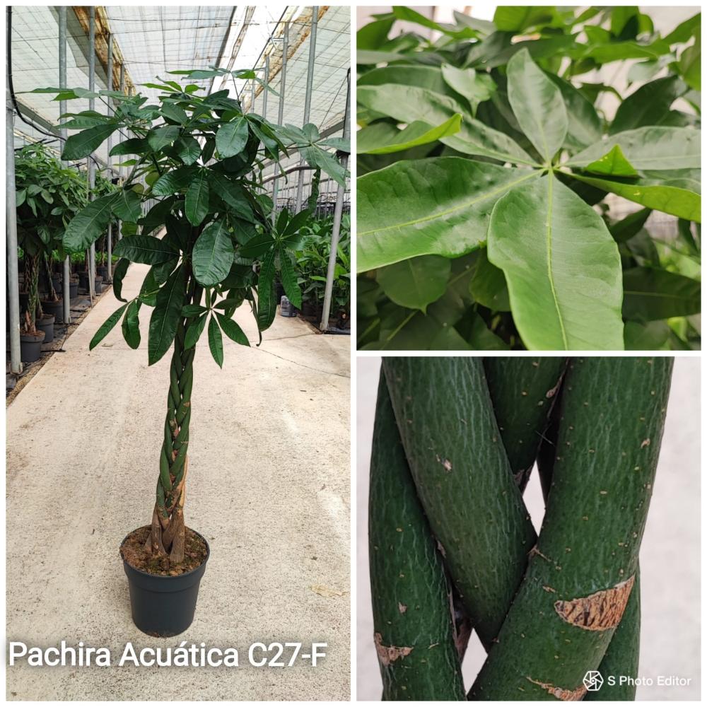 Pachira acuatica c27-f