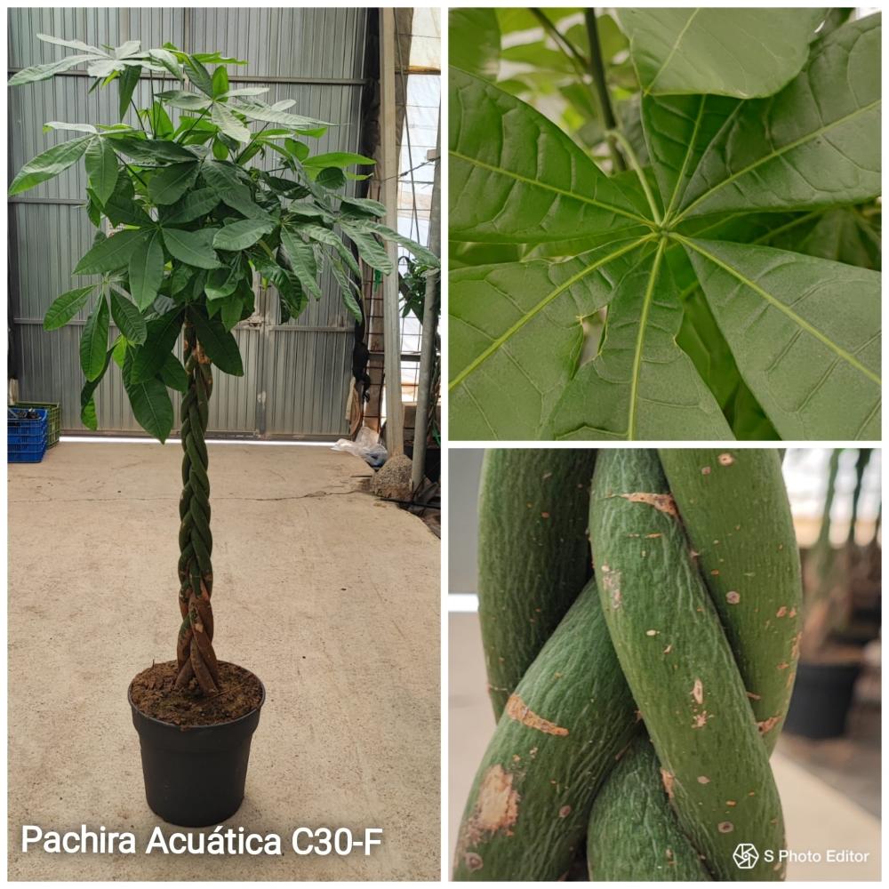 Pachira acuatica china c30-f
