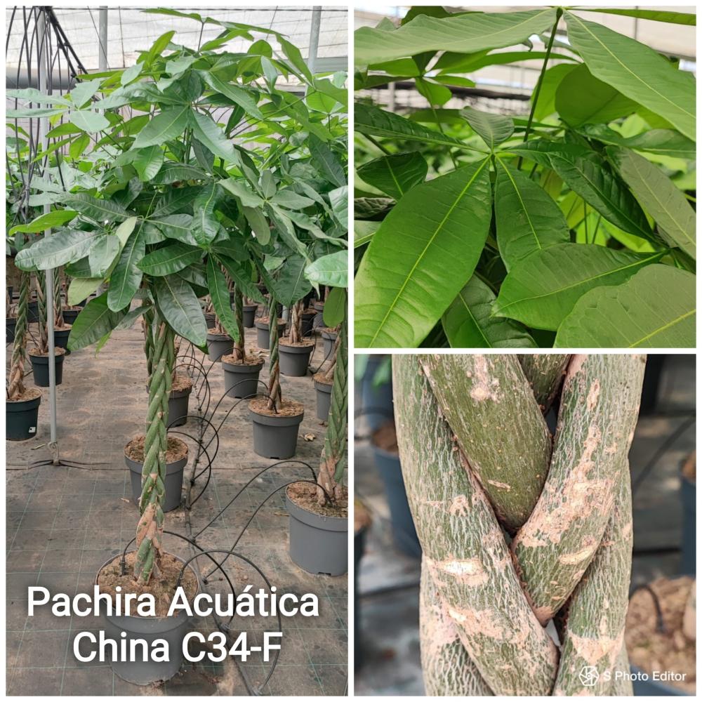 Pachira acuatica china c34-f