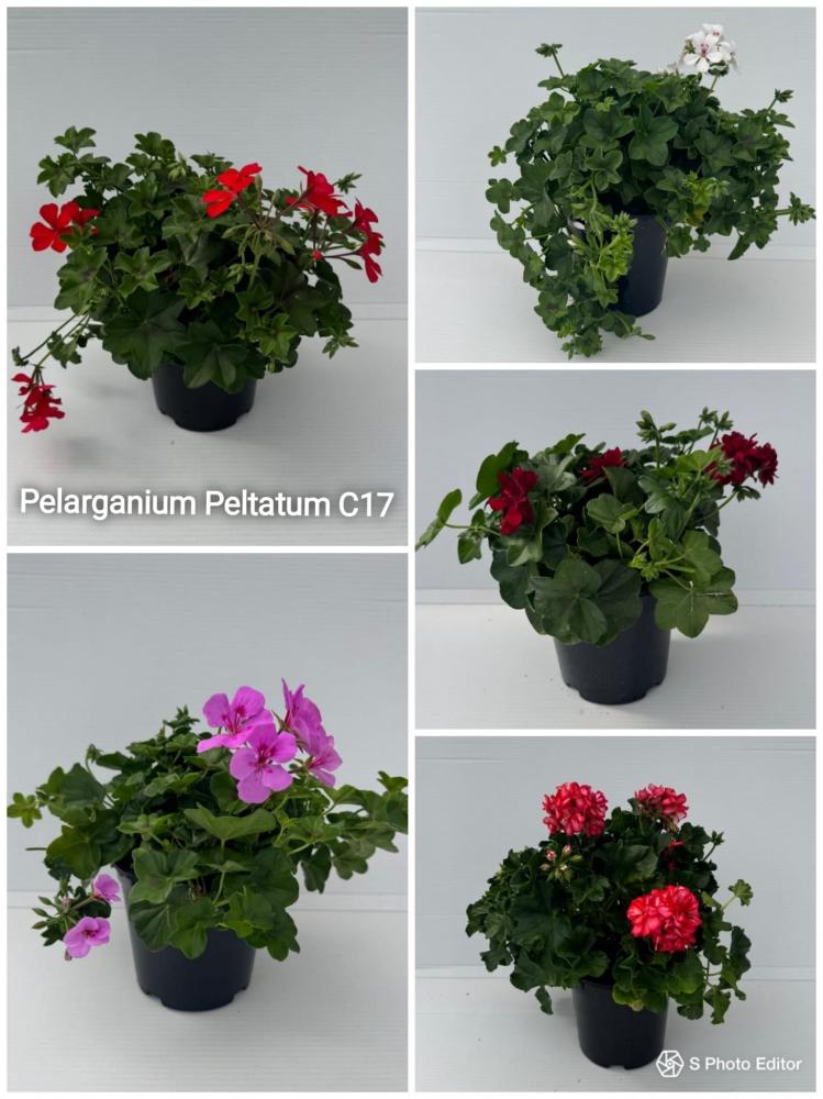 Pelargonium peltatum