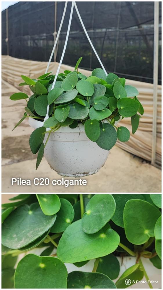 Pilea peperomioides