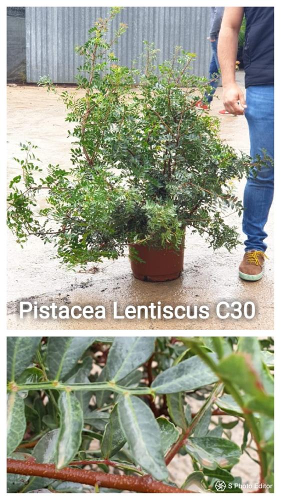 Pistacea lentiscus c 30-agr