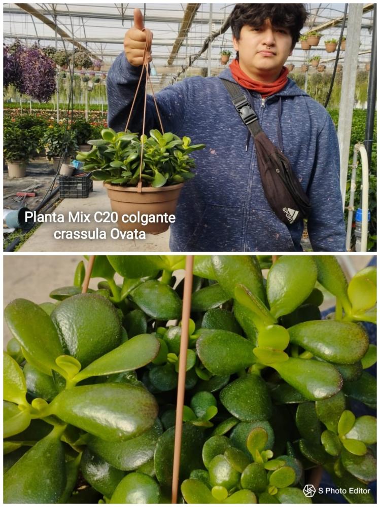 Planta mix