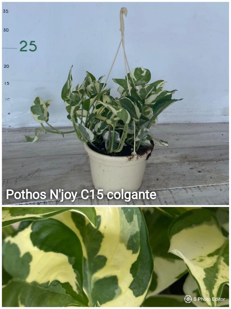 Potho n'joy