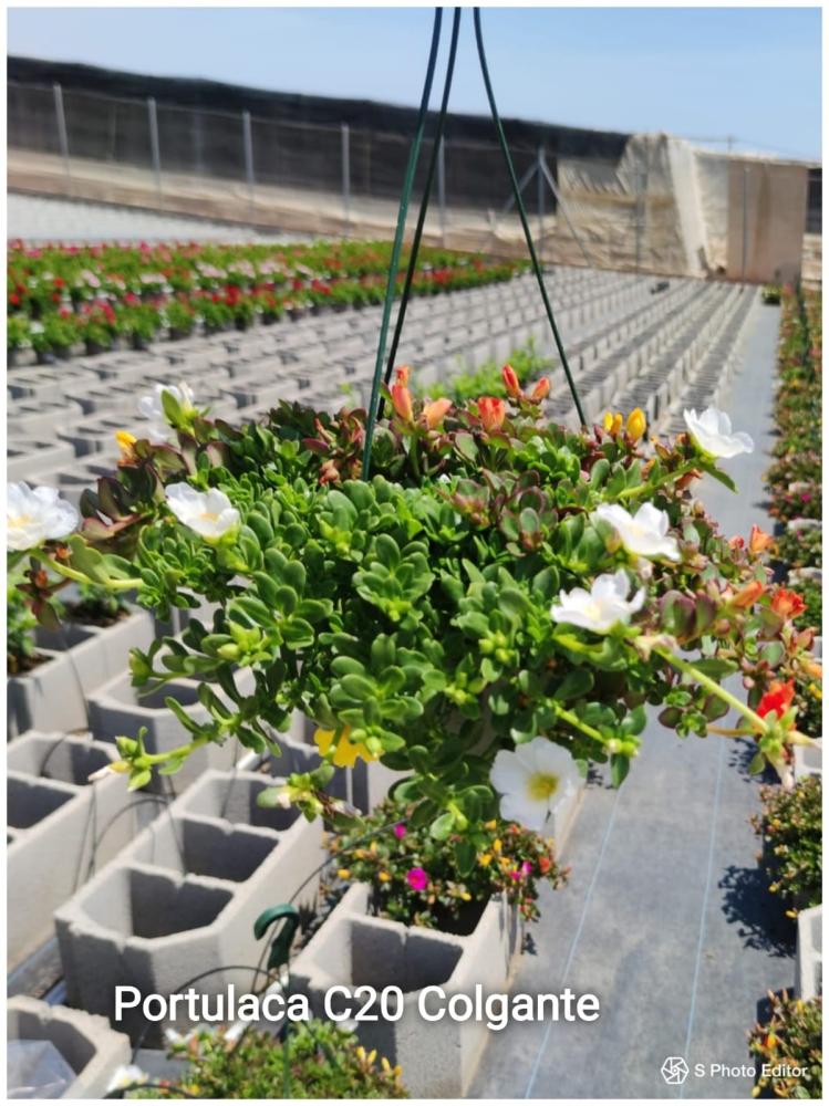 Portulaca