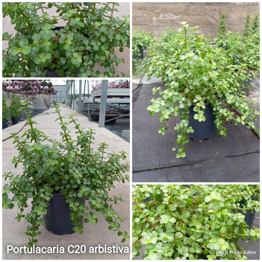 Portulacaria