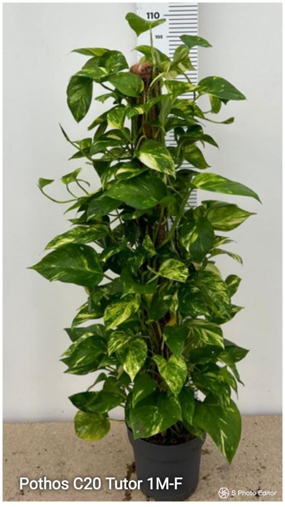Pothos tutor