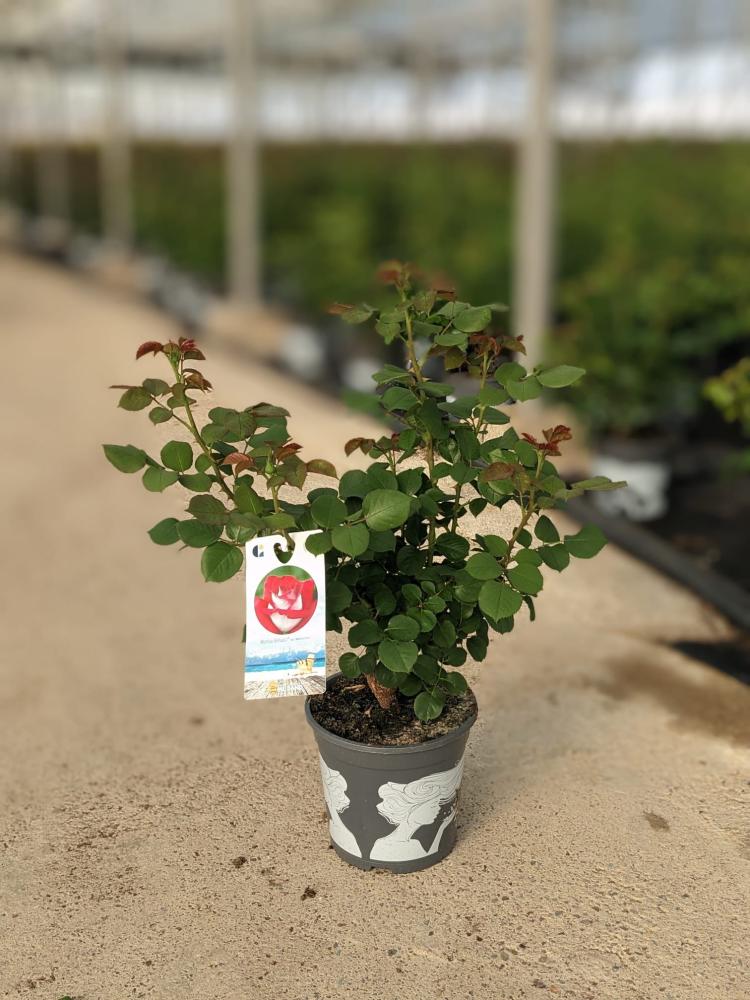 Rosal perfumado c20-arbustivo