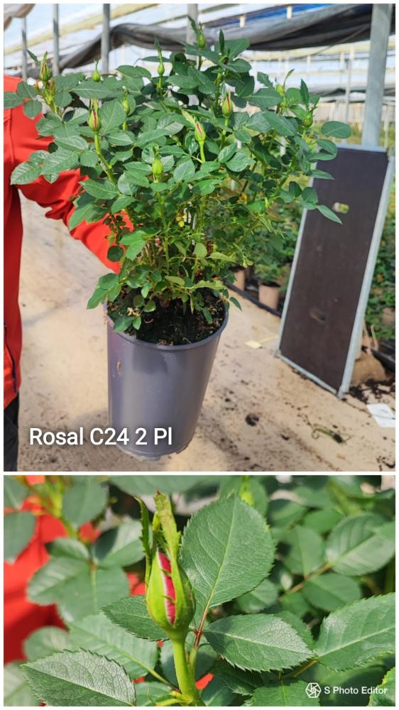 Rosal 2 plantas