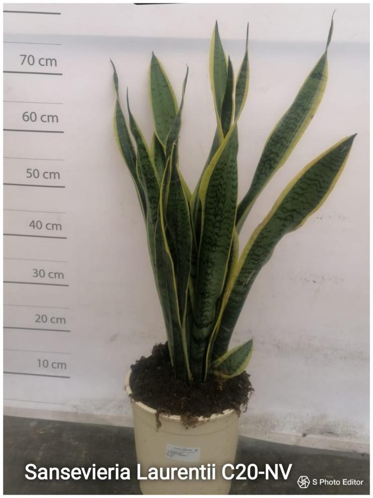 Sansevieria laurtentti c20-nv