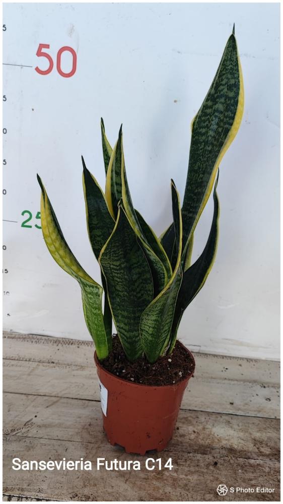 Sansevieria futura
