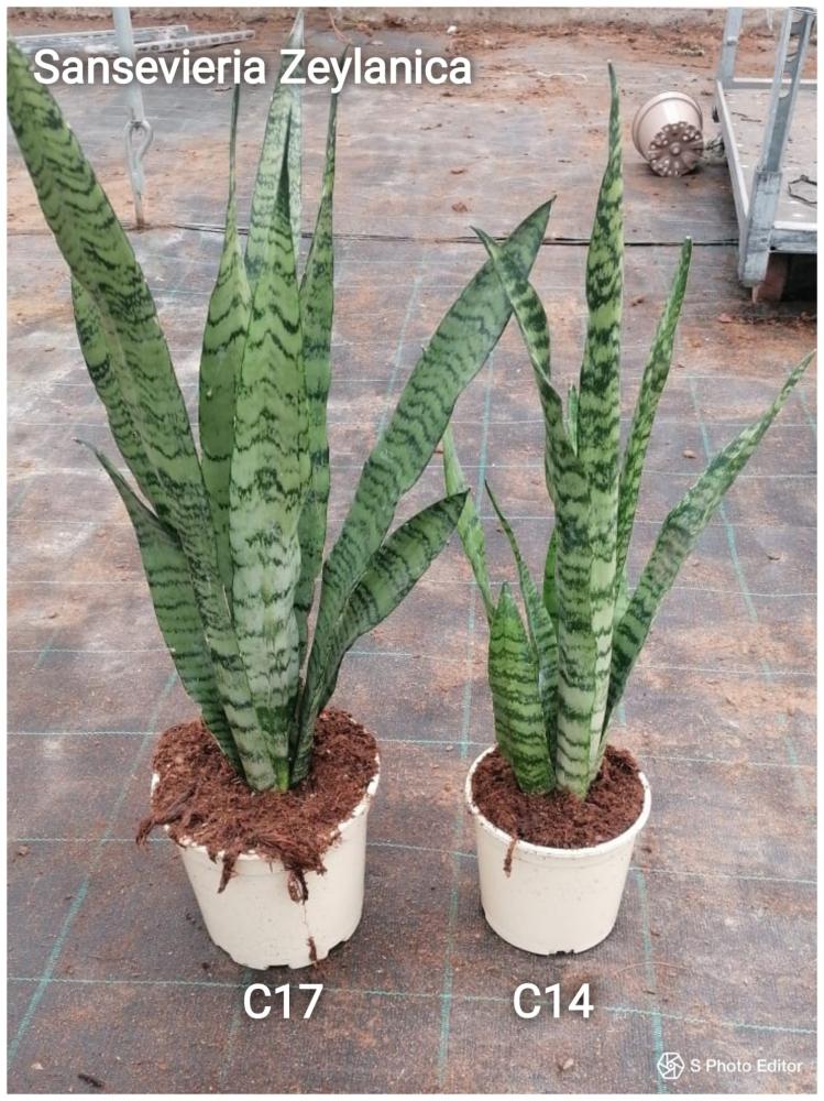 Sansevieria zeylanica